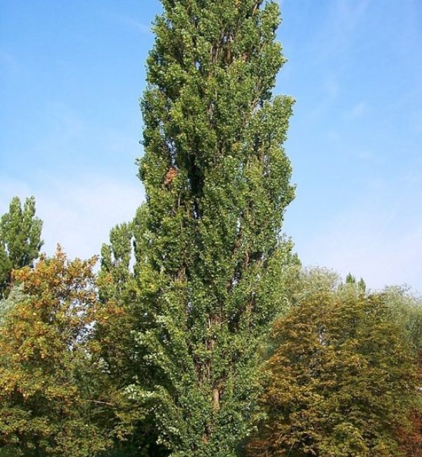 Imagedsn2 Imagedsn2