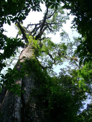 Swietenia macrophylla